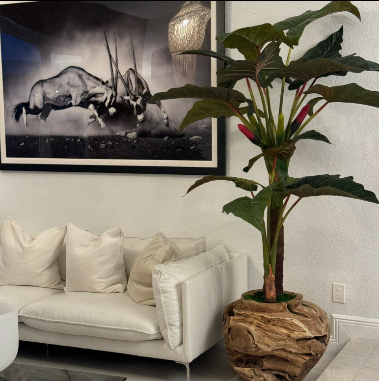 Teakholzschale Alocasia – Realtouch Zimmerpflanze im Topf