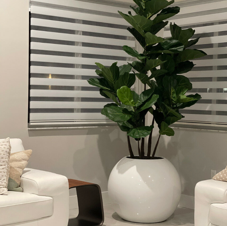 Geigenfeige Weiss 180 cm – Realtouch Zimmerpflanze im Topf