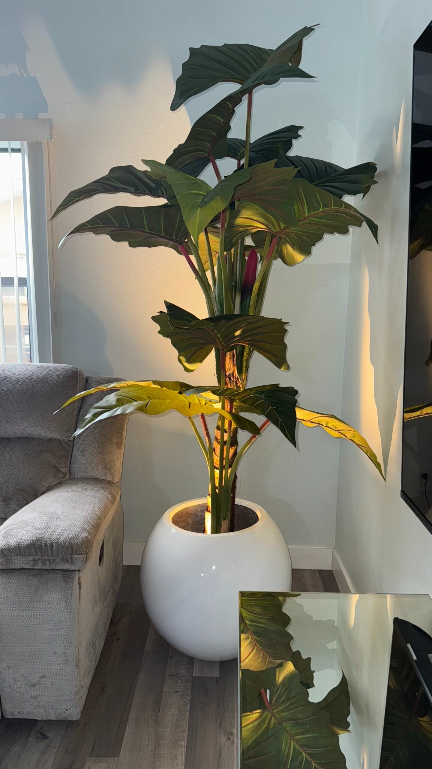 Alocasia Prince XL Rot – Realtouch Zimmerpflanze im Topf
